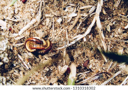 Small Garden Worm