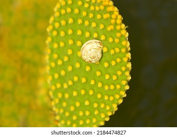 Small Gastropod Shell On The Leaf Of The Opuntia Or Prickly Pear Cactus