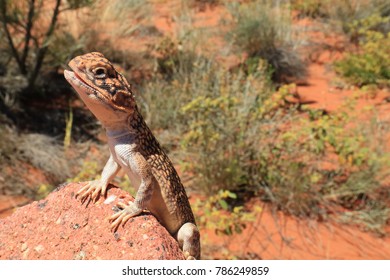 small gecko sitting on a sandstone