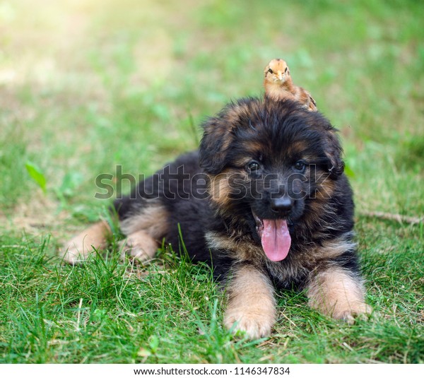 german shepherd small dog