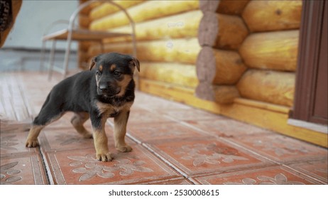 Small German shepherd puppy is taking its first steps outside in front of a wooden log cabin. - Powered by Shutterstock