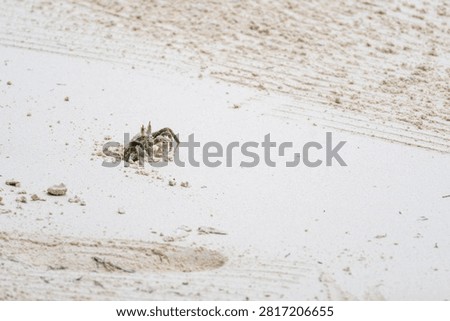 Small ghost crab emerging from sand on a tropical shoreline, shallow depth of field and minimal background.