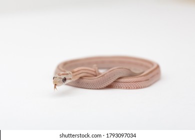 Small Ghost Striped red factor Corn Snake Hypomelanistic Corn snake on a white background. Pantherophis guttatus