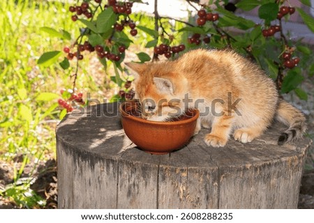 A small ginger kitten drinks milk from a ceramic bowl. In the background are cherry tree branches with fruits.    
