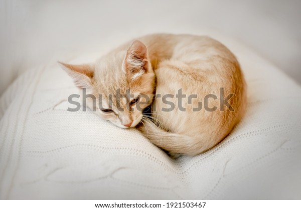 Small ginger kitten sleeps curled\
up in a ball on a white blanket Pet, sleeping kitten\
indoors