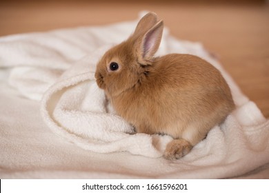 Small ginger rabbit laying on a white blanket, light  background. copy space
animals concept