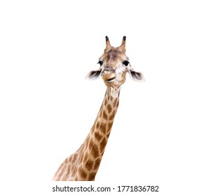 Huiswerk maken Onderdrukker spiraal Giraf Images, Stock Photos & Vectors | Shutterstock