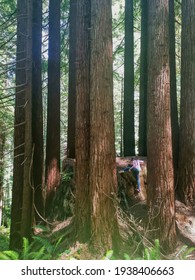 Small Girl Among Tall Trees. Redwoods National Park, Oregon, USA