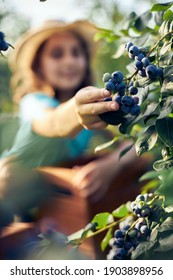 Small Girl With A Box Full Of Blueberries On A Family Farm, Business Concept, Summer Job And Making Responsibility From Young Age.