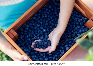 Small Girl With A Box Full Of Blueberries On A Family Farm, Business Concept, Summer Job And Making Responsibility From Young Age.