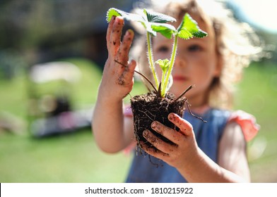 Small girl with dirty hands outdoors in garden, sustainable lifestyle concept. - Powered by Shutterstock