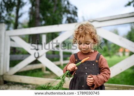 Similar – Image, Stock Photo Carrots from small organic farm. Kid farmer hold carrots