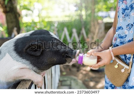 Small girl feeding milk from baby milk bottle to pot belly pig at wooden fence.