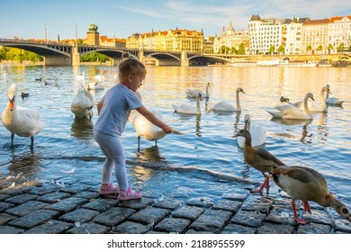 Small girl feeding swans on Vltava River embankment in Prague, Czech Republic. High quality photo
