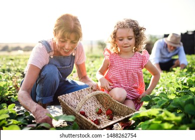 Small girl with grandmother picking strawberries on the farm. - Powered by Shutterstock