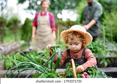 Small Girl With Parents Gardening On Farm, Growing Organic Vegetables.