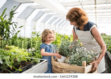 Small girl with senior grandfmother gardening in the greenhouse. - Powered by Shutterstock