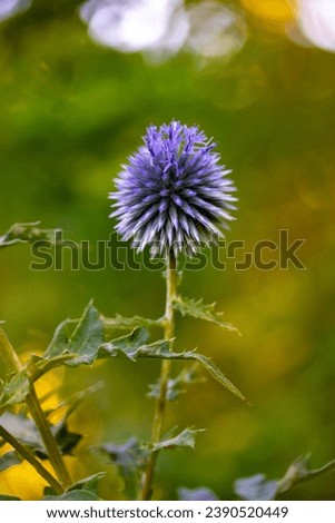 Similar – Image, Stock Photo Blue ball thistle