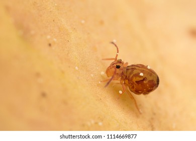 Small Globular Springtail