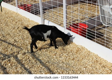 Small Goat At Petting Zoo At Missouri State Fair In Sedalia, MO