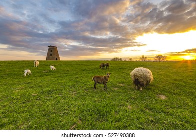 small goats and sheep grazing in a meadow near a windmill