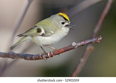A small Gold crest is singing