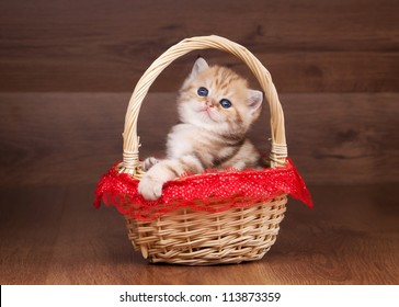 small golden british kitten on table with wooden texture in red cup