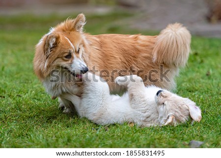 Similar – Foto Bild Collie Hündin mit Frischling