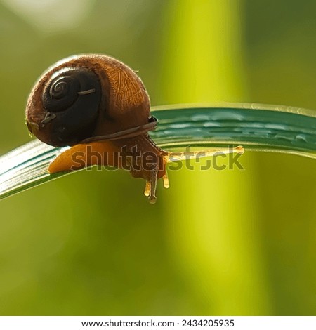 A small golden snail is crawling on green grass with a natural green background 
