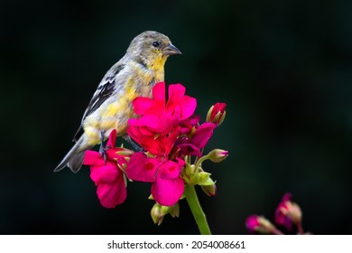 Small Goldfinch, Spinus tristis, perching on a bright pink Begonia flower isolated with a black background. - Powered by Shutterstock