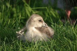 Small Gosling Sitting In Grass