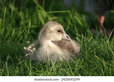 Small gosling sitting in grass