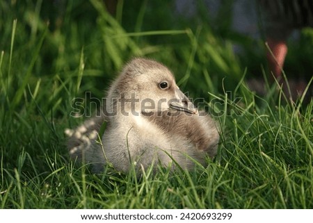 Small gosling sitting in grass