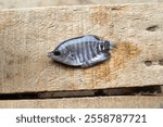 A small gourami fish (Osphronemus goramy) placed on a wooden surface