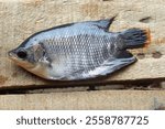 A small gourami fish (Osphronemus goramy) placed on a wooden surface