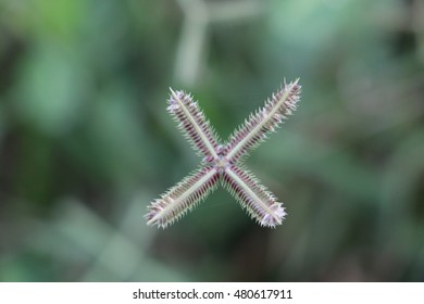A small grass