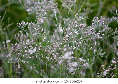 Small grass flowers in the fields