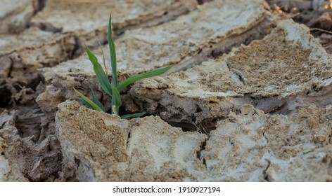 Small Grass Growing In Saline Soil.