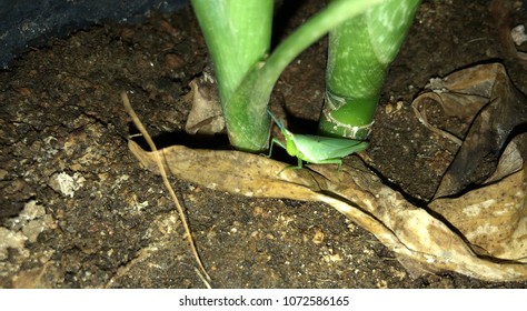 A small grasshopper 