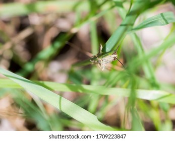 A small grasshopper in the grass