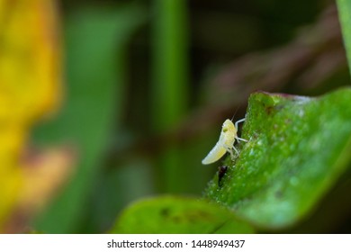 Small Grasshopper Larva In Green Grass