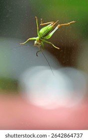 Small grasshopper on the window 