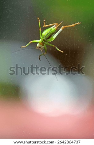 Small grasshopper on the window 