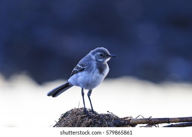 small gray bird and cold morning,young, greenhorn, wild birds, insectivores