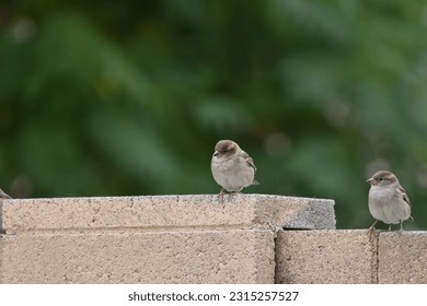 Small gray bird perched on a wall - Shutterstock ID 2315257527