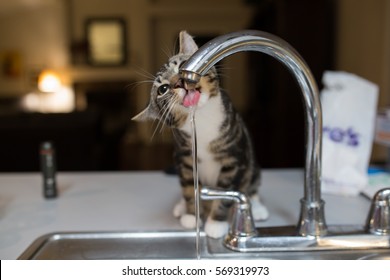 Small Gray Black And White Kitten Drinking Water From Kitchen Sink Faucet