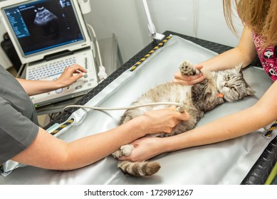 The Small Gray Cat During Ultrasound Examination In Vet Clinic. Cat Laying On The Table. The Medical Equipment, Monitor At The Background.