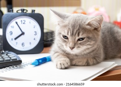 A Small Gray Cat Lies On A Table Next To Study Supplies, A Notebook, A Pen, A Calculator, A Keyboard, An Alarm Clock. Humor. Back To School. The Concept Of Self-education