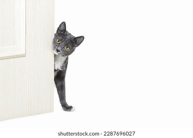 Small gray cat peeks out from behind the door. Isolated on white background
