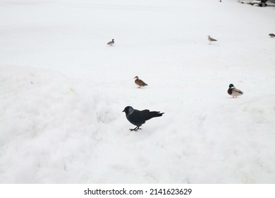 A small gray crow eats grains in the snow